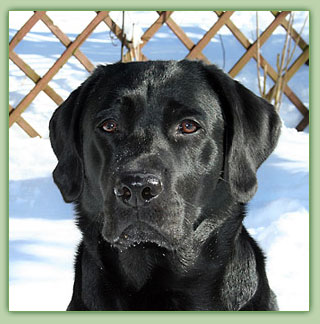 Bluna of Anny's Labs