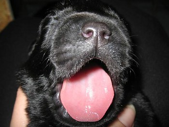 Barney of Anny’s Labs Barney of Anny’s Labs