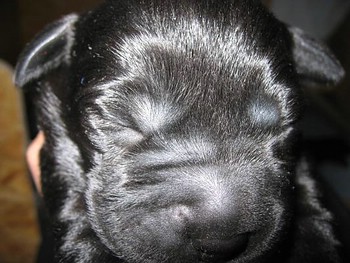 Beethoven of Anny’s Labs Beethoven of Anny’s Labs