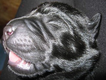 Black Beauty of Anny’s Labs Black Beauty of Anny’s Labs