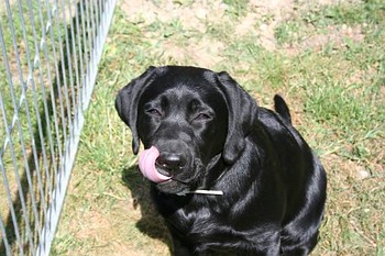 Bluna of Anny's Labs