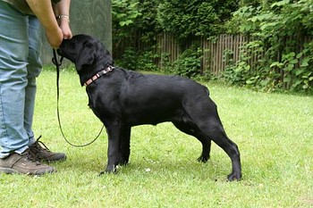 Black Beauty of Anny's Labs