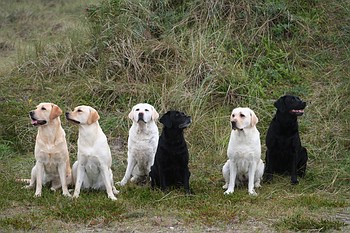 "Annys" und "Joyful" Labs