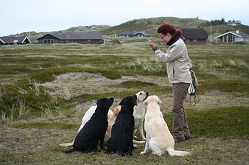 "Annys" und "Joyful" Labs