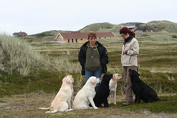 "Annys" und "Joyful" Labs