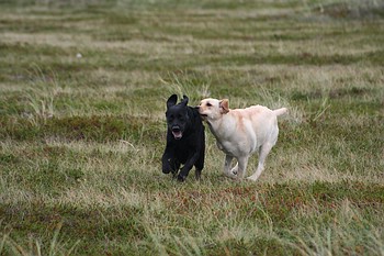 "Annys" und "Joyful" Labs