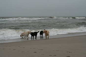 "Annys" und "Joyful" Labs