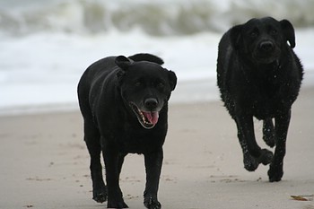 "Annys" und "Joyful" Labs