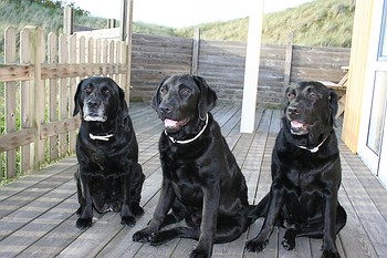 Labradors of Anny´s Labs