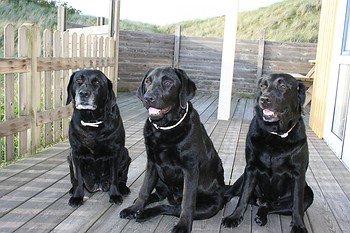 Labradors of Annys Labs